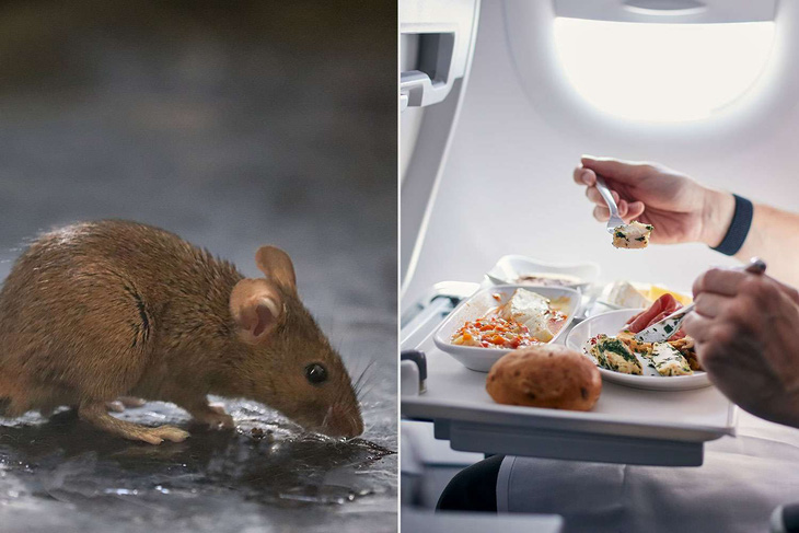 mouse-airplane-food-092024-04a9b16b7a4d436297af6300664fc643-17269692386902078122571.jpg