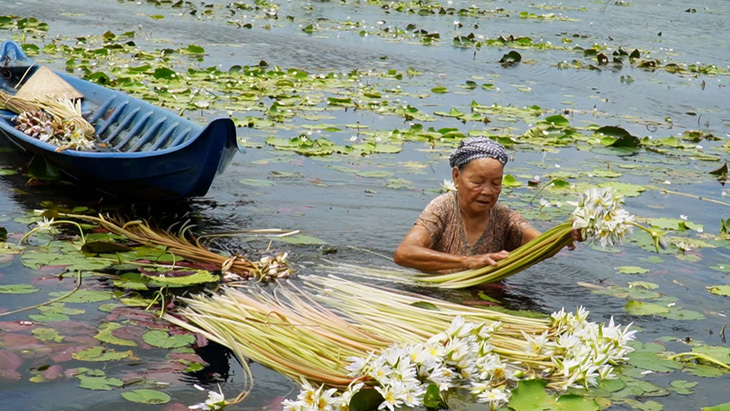 Về Cà Mau mùa nước ngập đồng, thu hoạch bông súng ma - Ảnh 3.