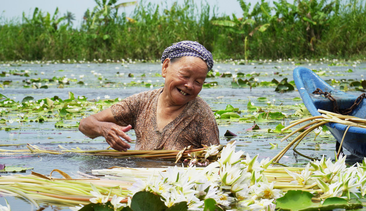 Về Cà Mau mùa nước ngập đồng, thu hoạch bông súng ma - Ảnh 1.