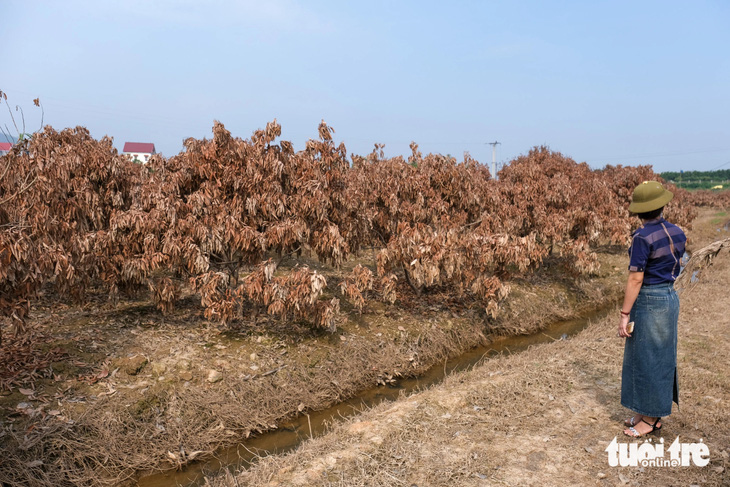 Sau lũ, thủ phủ vải thiều 'khoác' áo vàng úa, cây cối chết khô - Ảnh 4.