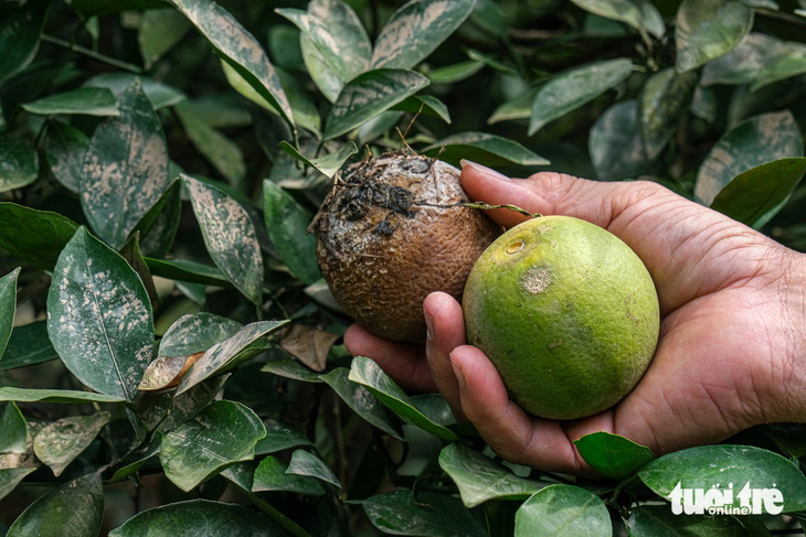 Sau lũ, thủ phủ vải thiều 'khoác' áo vàng úa, cây cối chết khô - Ảnh 10.