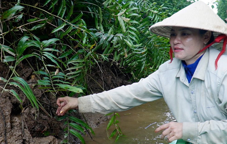 Săn chù ụ kiếm tiền triệu ở những bãi bồi Cà Mau - Ảnh 3.