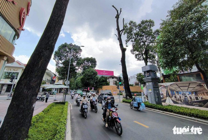 Chăm sóc cây xanh ở TP.HCM: Chỉ nên tỉa thưa, không nhất thiết phải cắt trụi lủi - Ảnh 2.