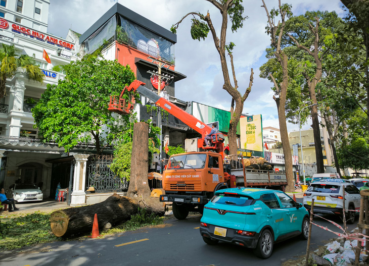 Đốn hàng loạt cây xanh ở TP.HCM vì lo ảnh hưởng bởi bão Yagi - Ảnh 1.