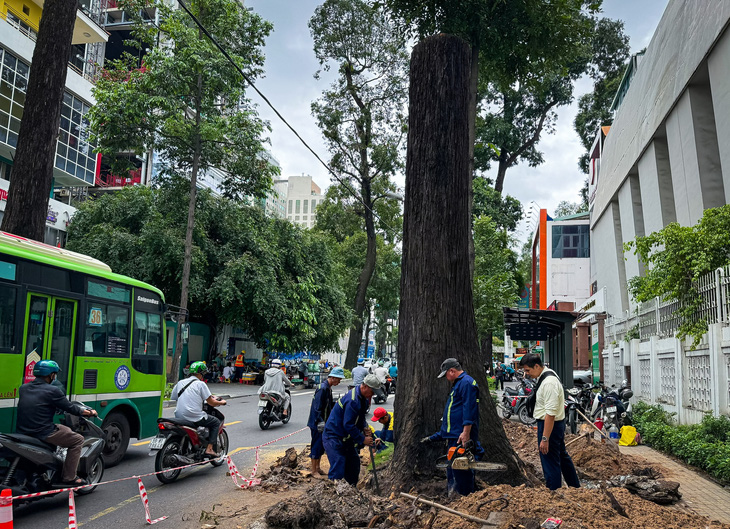 Đốn hàng loạt cây xanh ở TP.HCM vì lo ảnh hưởng bởi bão Yagi - Ảnh 5.