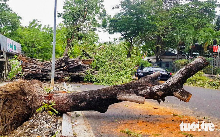 Chủ tịch Hà Nội hỏa tốc yêu cầu chống dựng, trồng lại ngay cây quý hiếm bị đổ, nghiêng - Ảnh 2.