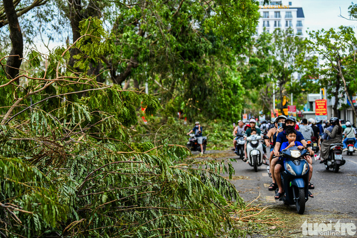 Cây xanh - Ảnh 8.