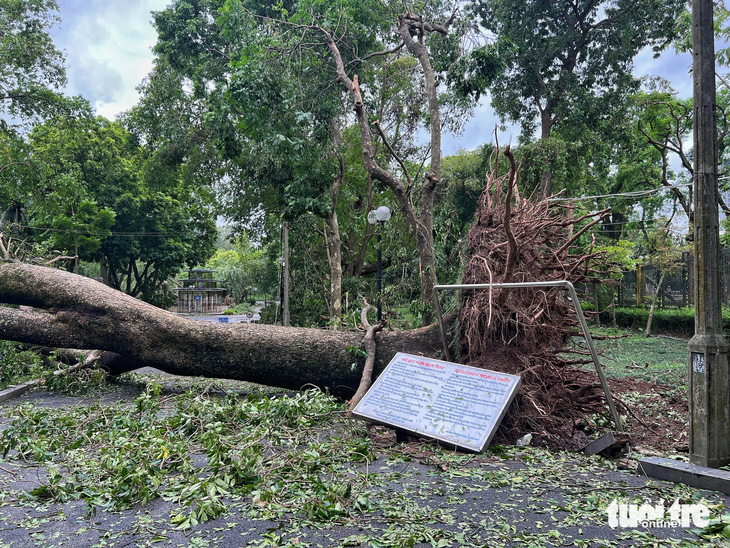 Lãnh đạo Công ty Cây xanh TP.HCM nói về lý do điều công nhân ra hỗ trợ TP Hà Nội và Hải Phòng? - Ảnh 2.