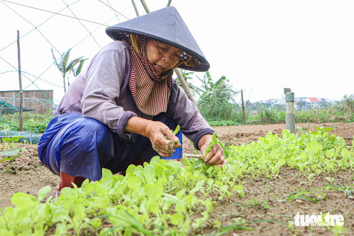 Giá rau gần Tết tăng cao, nông dân Đà Nẵng không có rau để bán - Ảnh 2.