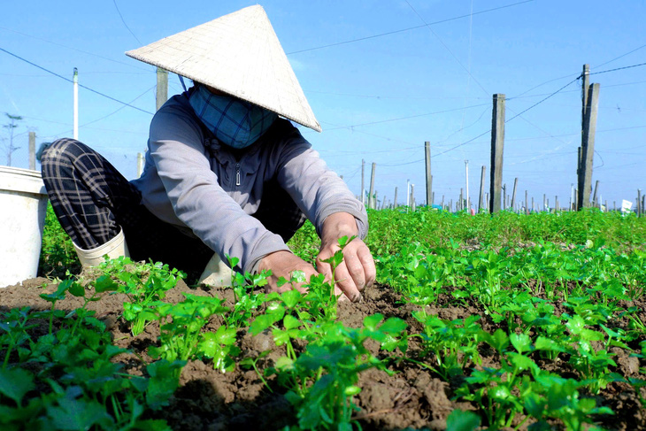 Giá rau xanh tăng cao, nông dân Huế kỳ vọng vụ Tết thắng lớn - Ảnh 1.