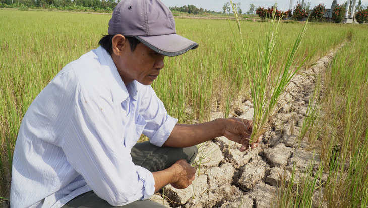 Cà Mau sẽ xử lý trách nhiệm quản lý nếu để người dân tự ý làm lúa vụ 3  - Ảnh 1.