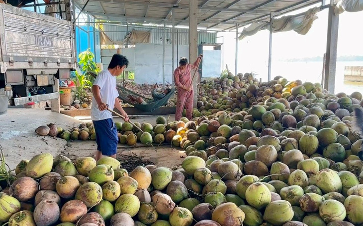 Cúc mâm xôi sớm ở làng hoa Sa Đéc hút hàng - Ảnh 3.