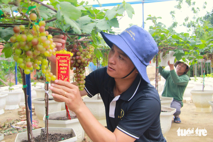 Nho cảnh ‘siêu trái’ ở Ninh Thuận giá cao vẫn cháy hàng dịp Tết - Ảnh 4.