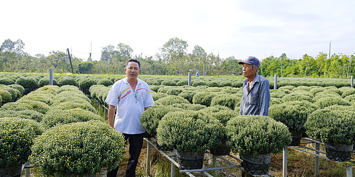 Cúc mâm xôi sớm ở làng hoa Sa Đéc hút hàng - Ảnh 1.