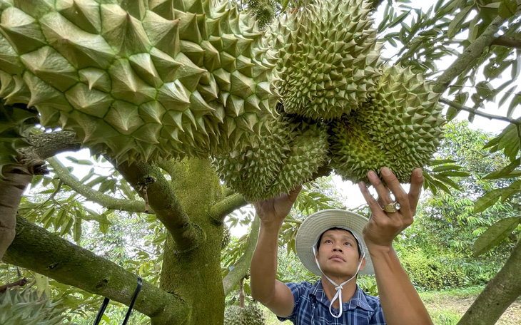 Xuất khẩu sầu riêng sang Trung Quốc: Nhiều xe hàng đã thông quan bình thường - Ảnh 1.