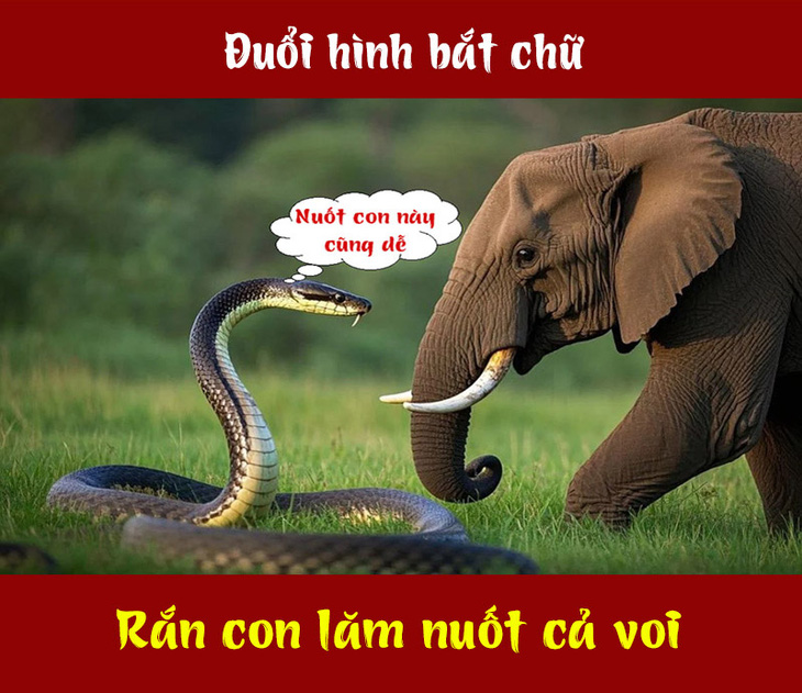 Thành ngữ nào liên quan đến rắn và voi? - Ảnh 1.