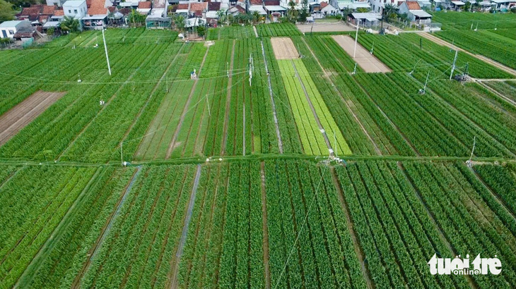 Lay ơn Phú Yên nở không kịp Tết, người dân phải nhập thêm hoa Đà Lạt về bán - Ảnh 1.