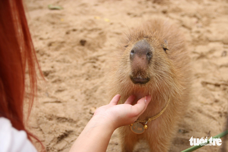 'Giao lưu' với gia đình 'bộ ngoại giao' capybara tại Thảo cầm viên - Ảnh 7.