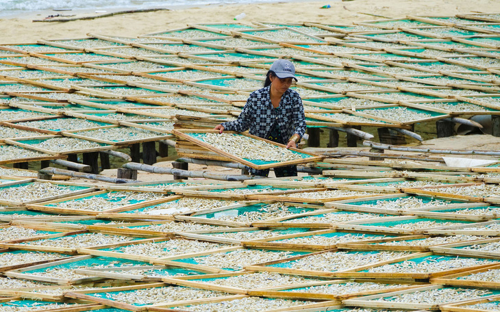 Tôm càng xanh một nắng giá 1,2 triệu đồng/kg ở Kiên Giang hút hàng ngày Tết - Ảnh 8.