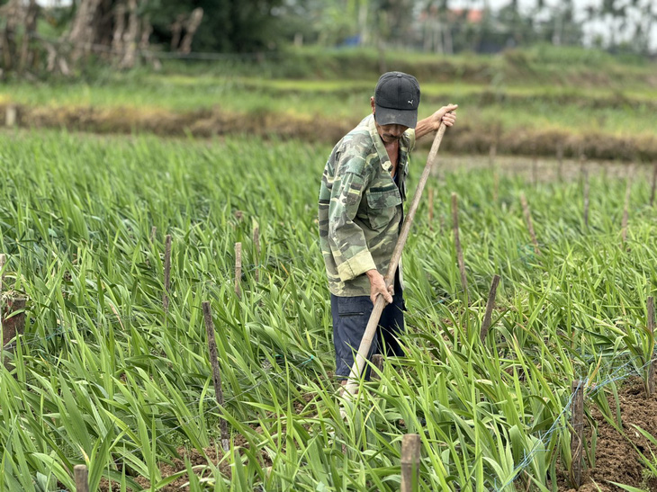 Thời tiết bất lợi, làng hoa lay ơn lớn nhất miền Trung mất Tết - Ảnh 5.