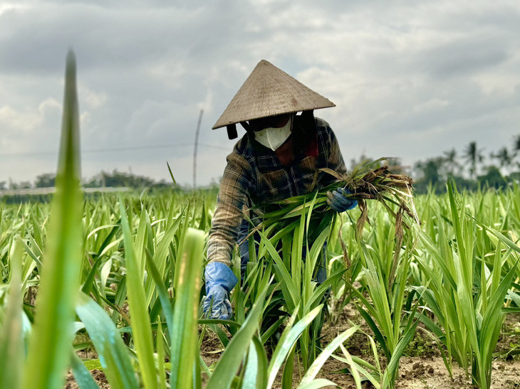 Thời tiết bất lợi, làng hoa lay ơn lớn nhất miền Trung mất Tết - Ảnh 2.