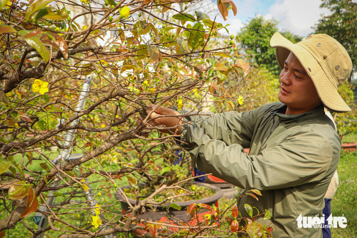 Hốt bạc nhờ nghề hồi sức, cứu mai vàng sau Tết - Ảnh 2.