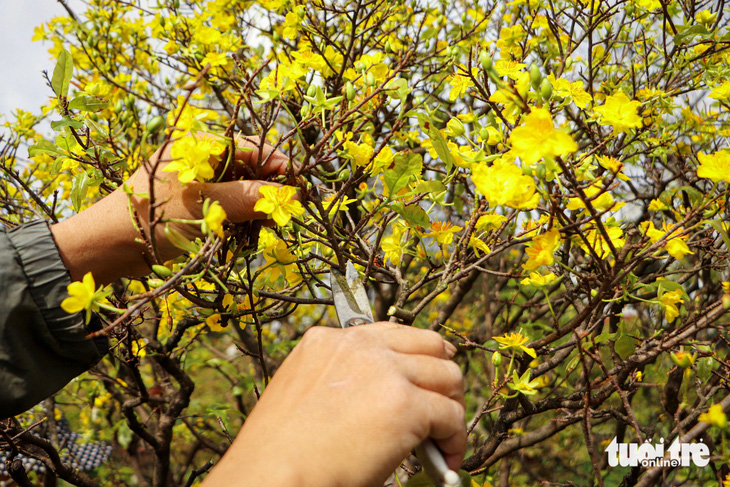 Hốt bạc nhờ nghề hồi sức, cứu mai vàng sau Tết - Ảnh 3.