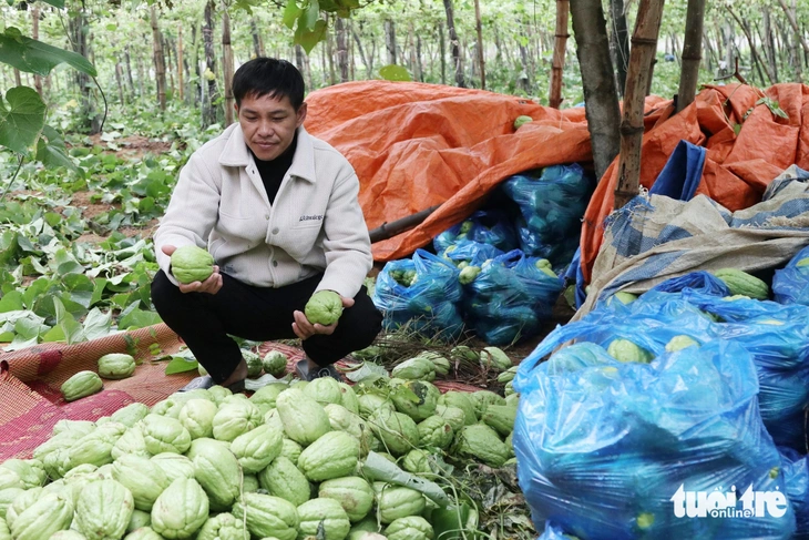 Su su rớt giá thảm còn 300 đồng/kg, nông dân Nghệ An đổ đầy ruộng - Ảnh 1.