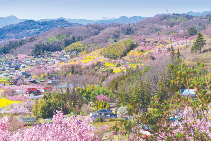 Đắm say hương sắc Fukushima mùa hoa anh đào - Ảnh 3.