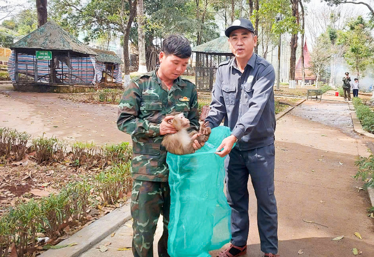 Đưa rùa, khỉ, trăn quý từ công viên về rừng tự nhiên - Ảnh 2.