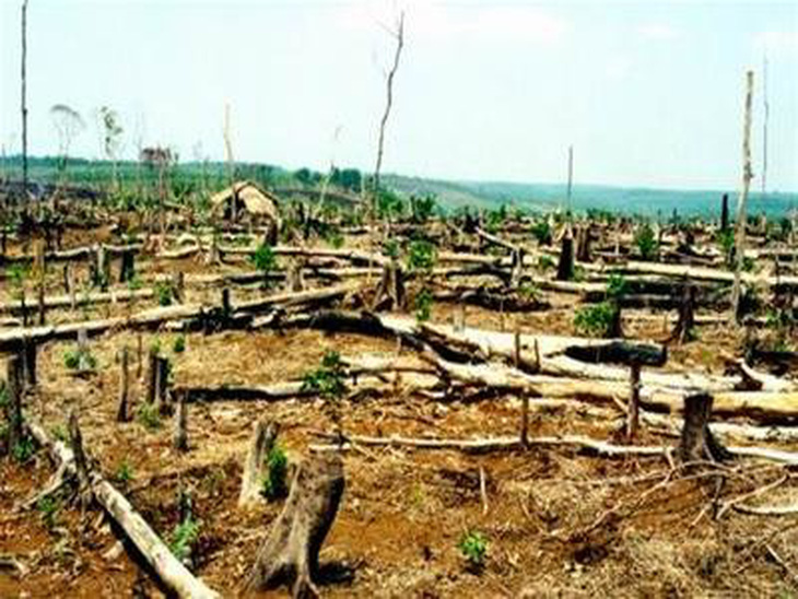 Bình Phước: 26.074ha rừng tự nhiên bị mất