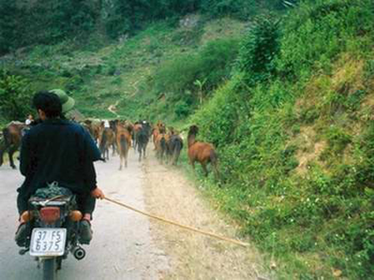 Tôi đi... buôn ngựa!