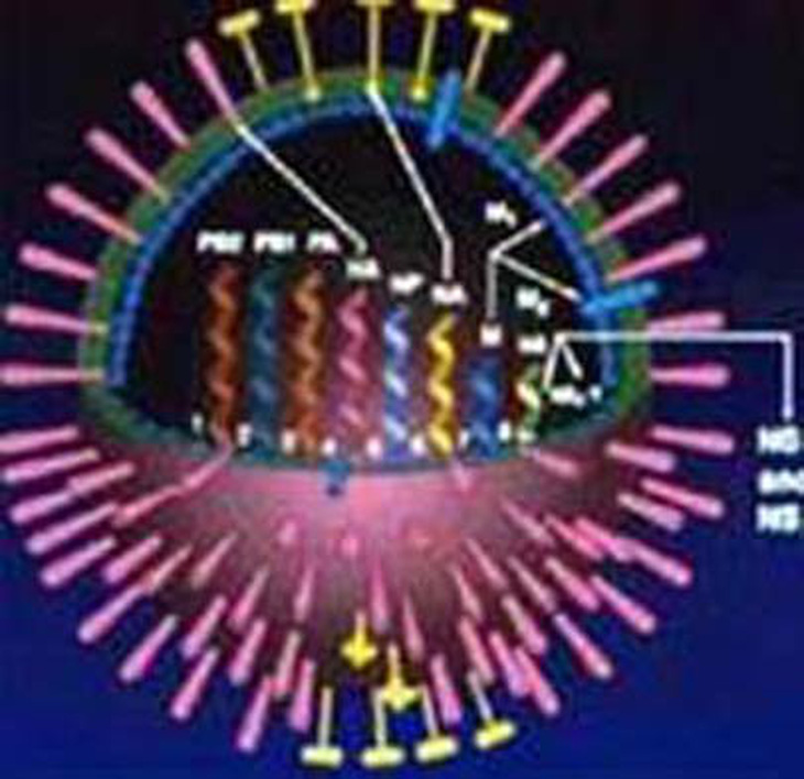 Viện Pasteur TP HCM giải mã hoàn chỉnh gene virus H5N1