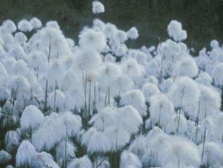 Trung Quốc có thể thiếu hụt 3,2 triệu tấn bông vải