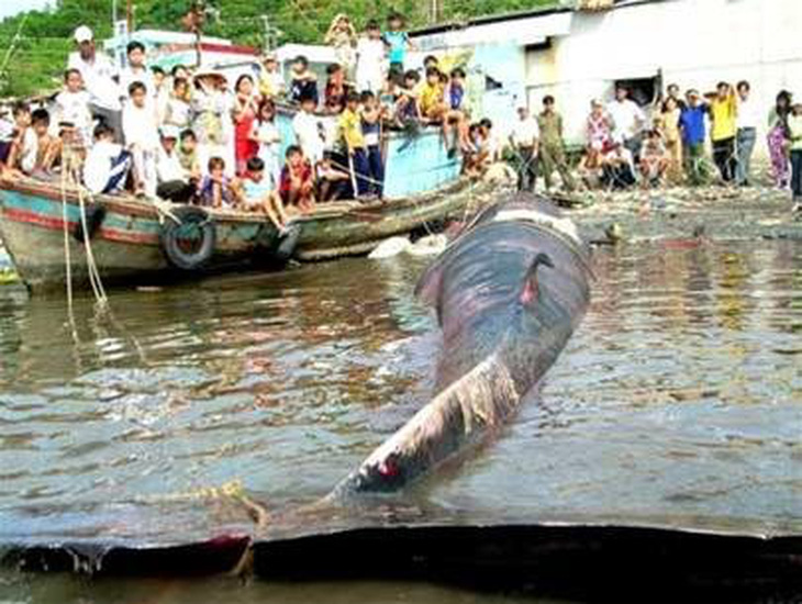 Kiên Giang: xác cá voi trên 5 tấn dạt vào bờ