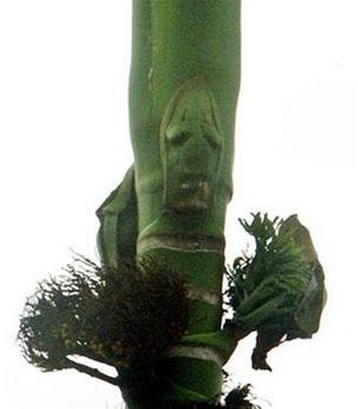 Malaysia: hình mặt người trên cây cau &quot;hút&quot; du khách