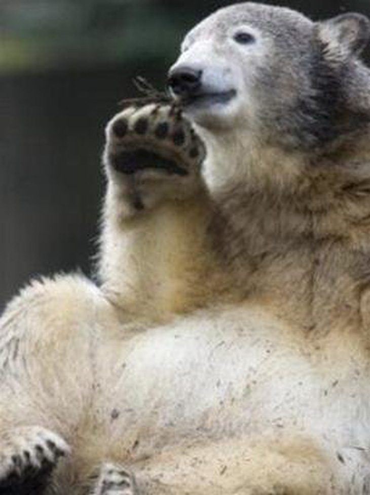 'Ngôi sao' gấu mang lại hàng triệu USD cho vườn thú Đức