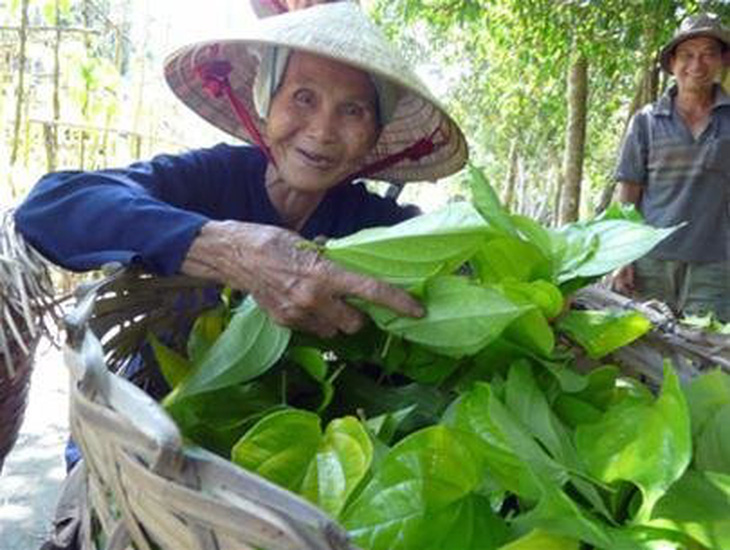 Làng trầu giữ chút hồn quê