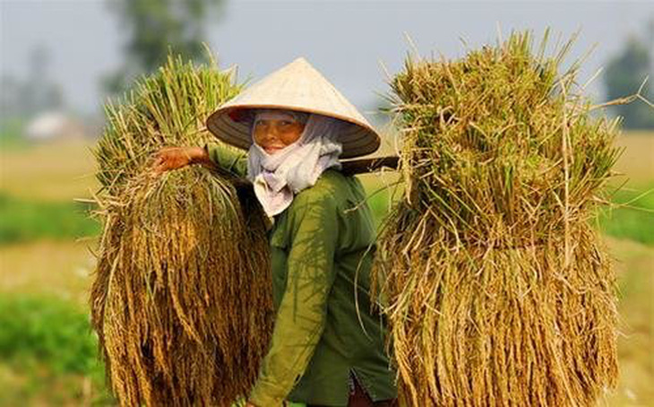 Phóng sự ảnh: Mùa gặt ở Kiến Thụy