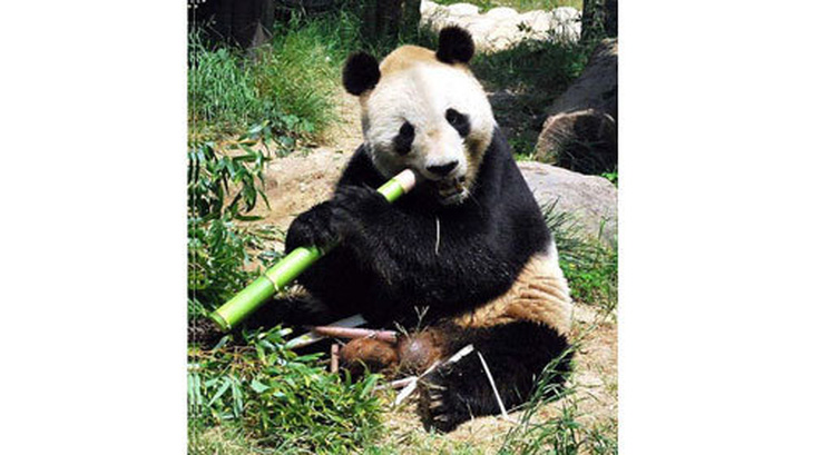 Trung Quốc đòi Nhật bồi thường 500.000 USD vì để gấu trúc chết