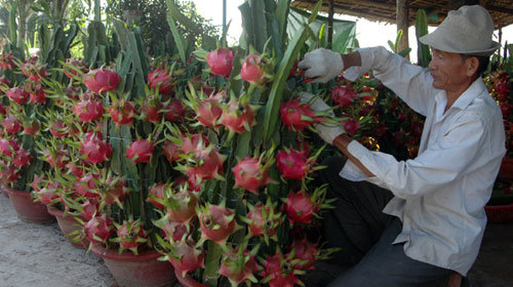 Thanh long kiểng, khóm phụng bán chạy