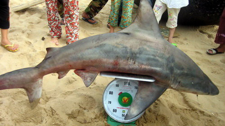Câu được cá mập trắng ở biển Quy Nhơn