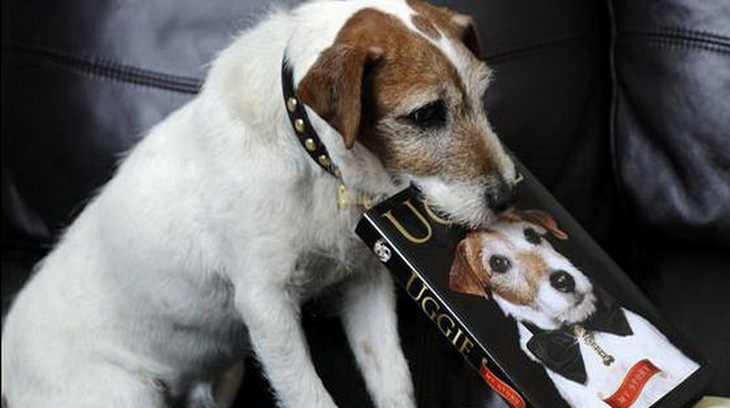 Chú chó Messi bị cấm dự Oscar 2024- Ảnh 3.