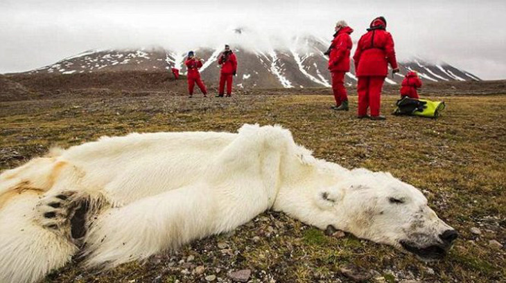 Phát hiện gấu Bắc cực chết đói