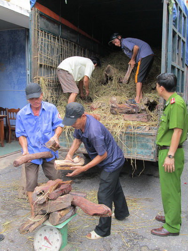 Quảng Bình thu giữ gần 5 tấn gỗ trắc