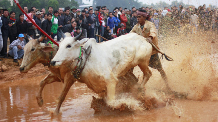 Tái hiện hội đua bò Bảy Núi tại Hà Nội