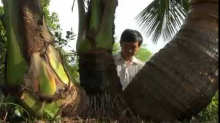 Xem clip Chuyện lạ một trái dừa mọc ba cây