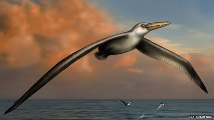 Phát hiện hóa thạch loài chim lớn nhất thế giới