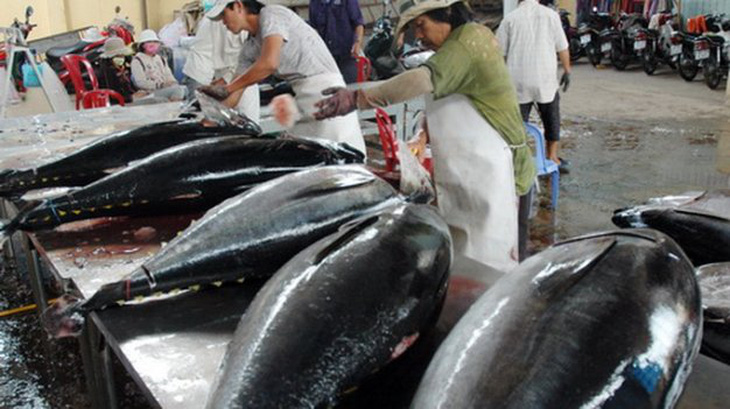 Bình Định xuất khẩu cá ngừ đại dương sang Nhật