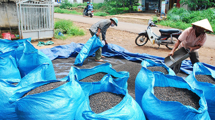 Đề phòng thương lái Trung Quốc làm rối loạn thị trường hồ tiêu